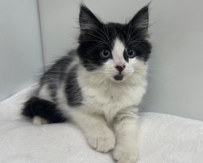 CREATURE FEATURE - Domestic Medium Hair available for adoption