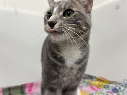 TUTTI-FRUTTI - Domestic Shorthair available for adoption