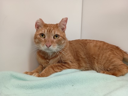 ORANGE CRUSH - Domestic Shorthair available for adoption