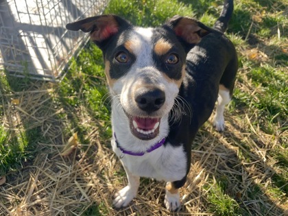 BLOSSOM - Jack Russell Terrier / Mix available for adoption
