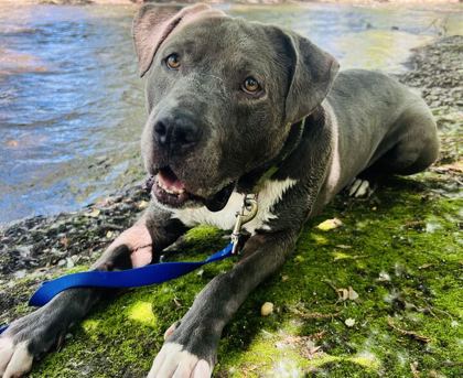 PLUTO - American Pit Bull Terrier / Mix available for adoption