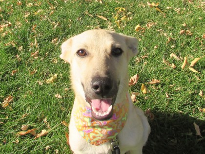 BLONDIE - Shepherd / Mix available for adoption