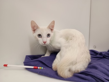 FRY - Domestic Shorthair available for adoption