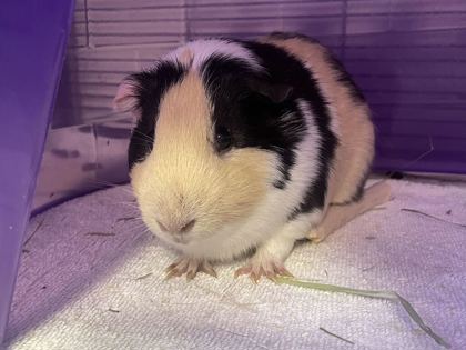 MONROE - Guinea Pig available for adoption