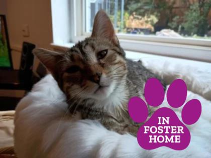 TAKI - Domestic Shorthair available for adoption