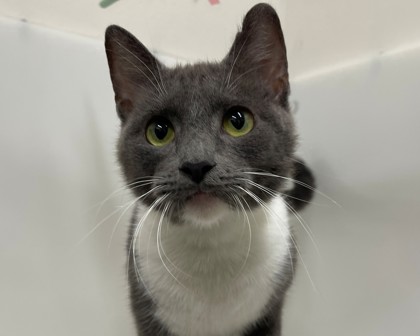 ALLIE - Domestic Shorthair available for adoption
