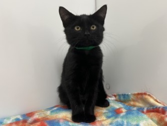 KITSUNE - Domestic Shorthair available for adoption
