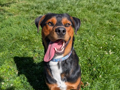 CHURRO - Rottweiler / Mix available for adoption