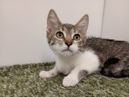 CEDAR - Domestic Shorthair available for adoption