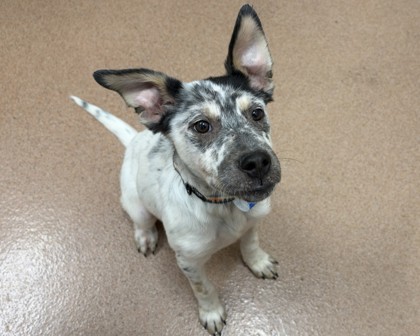 WEENIE HUT JR. - Australian Cattle Dog / Mix available for adoption