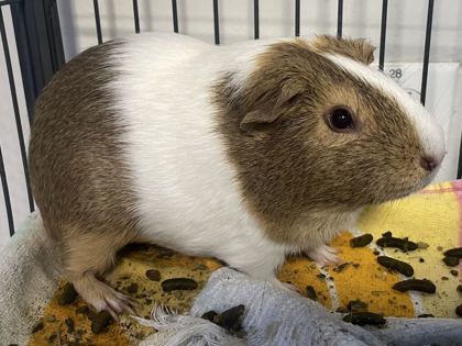 BANDIT - Guinea Pig available for adoption