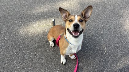 BENITO - Standard Smooth Haired Dachshund / Mix available for adoption