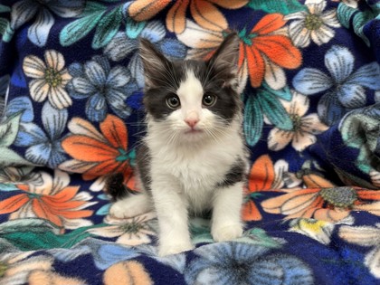 Suki