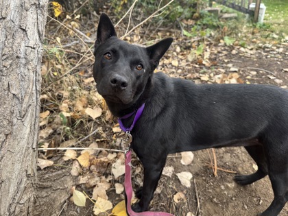 CELIA - Australian Cattle Dog / Mix available for adoption