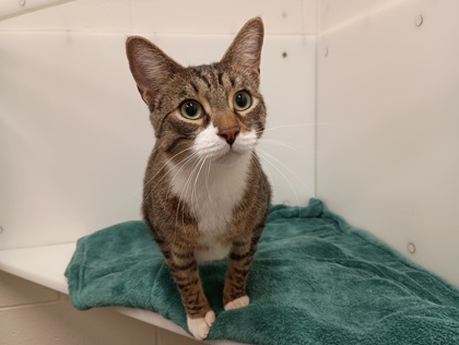 MAPLE - Domestic Shorthair available for adoption
