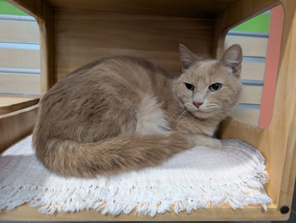 BUBBA - Domestic Shorthair available for adoption