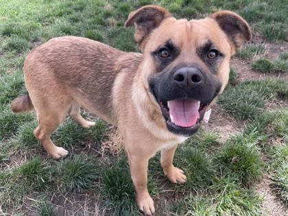 LITTLE BEAR - Shepherd / Mix available for adoption