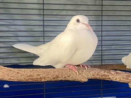 MOZZARELLA - Dove available for adoption