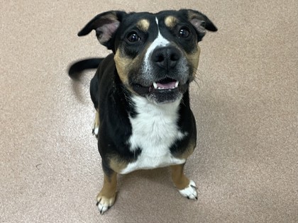GOPHER - American Pit Bull Terrier / Mix available for adoption