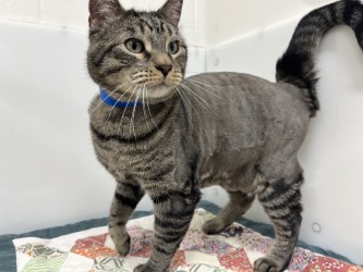 LEON - Domestic Medium Hair available for adoption