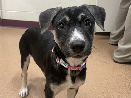 LOLA - Siberian Husky / Mix available for adoption