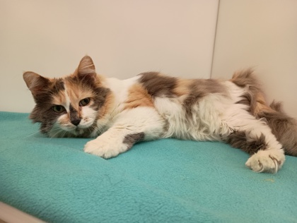 KARMA - Domestic Longhair available for adoption