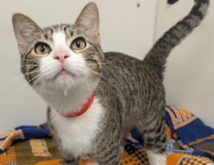 FINN - Domestic Shorthair available for adoption