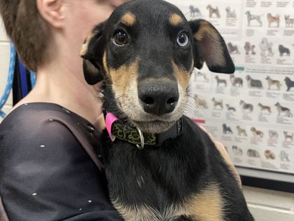 COOKIE - Doberman Pinscher / Mix available for adoption