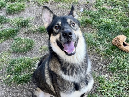 JASON - Siberian Husky / Mix available for adoption