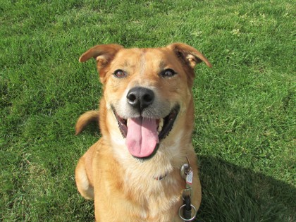 CHAMP - Australian Cattle Dog / Mix available for adoption