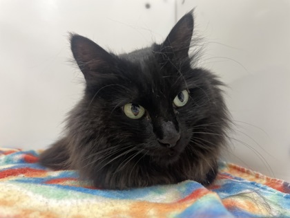 OLIVE - Domestic Medium Hair available for adoption