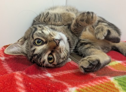 PANGOLIN - Domestic Shorthair available for adoption