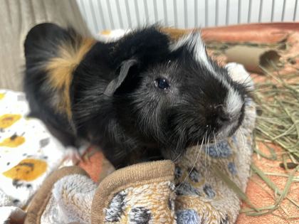 SHINKI - Guinea Pig available for adoption