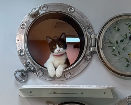 DAMON - Domestic Shorthair available for adoption