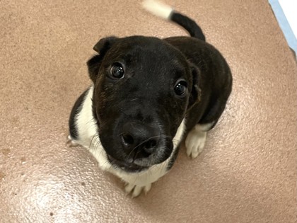 GATORADE - American Pit Bull Terrier / Mix available for adoption