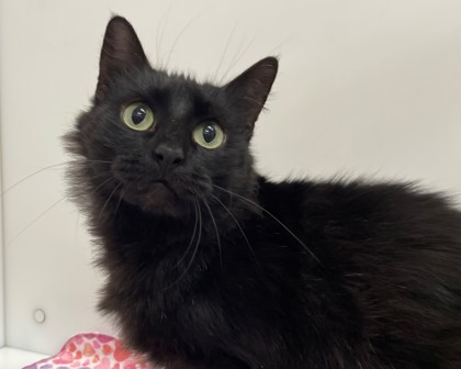 CARYN - Domestic Medium Hair available for adoption