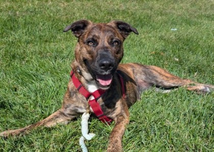 ADDIE - Dutch Shepherd / Mix available for adoption