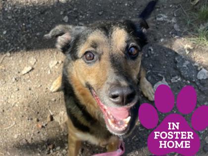 RYNER - German Shepherd / Mix available for adoption