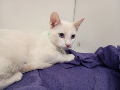 FRY - Domestic Shorthair available for adoption