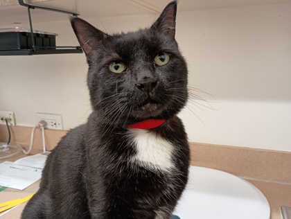 OSCAR - Domestic Shorthair available for adoption