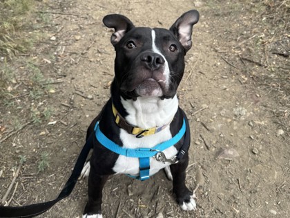 ROCCO - American Pit Bull Terrier / Mix available for adoption