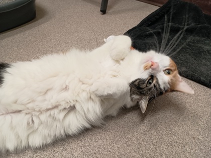 HARLEY QUINN - Domestic Medium Hair available for adoption