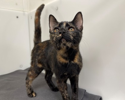 JENNI - Domestic Shorthair available for adoption