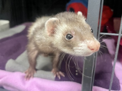 CHARLIE - Ferret available for adoption