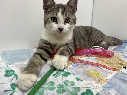 BALLOON - Domestic Shorthair available for adoption