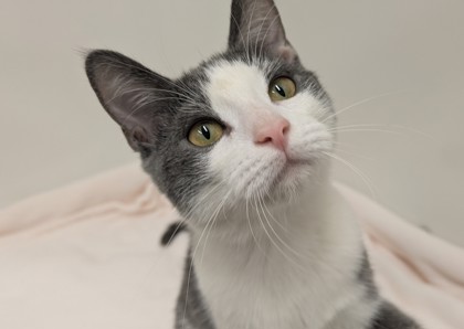 CELESTE - Domestic Shorthair available for adoption