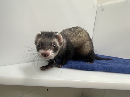 FRED - Ferret available for adoption