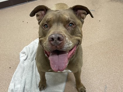 BRONX - American Pit Bull Terrier / Mix available for adoption