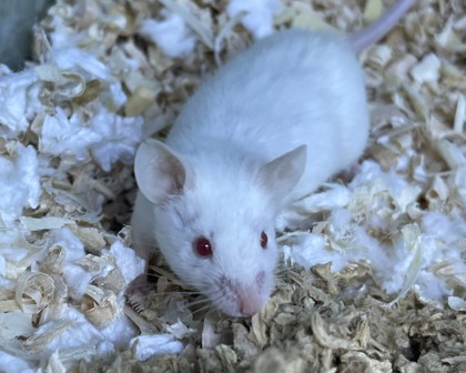 ARAGORN - Mouse available for adoption