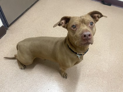 BOY SCOUT - American Pit Bull Terrier / Mix available for adoption
